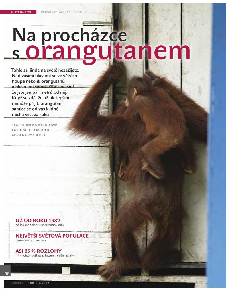 Orangutani Priroda 12_12-page-001